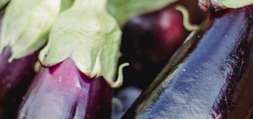Aubergine