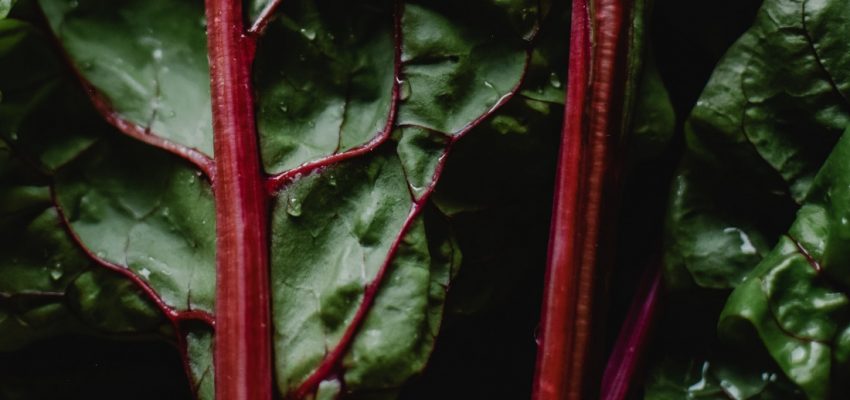 Rhubarbe