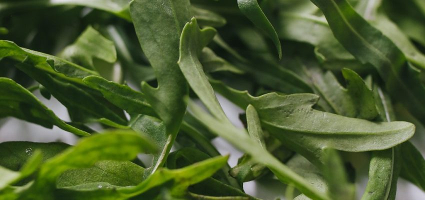 Roquette